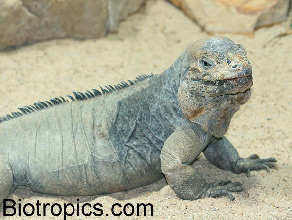 Cyclura cornuta