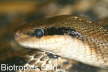 Elaphe taeniura