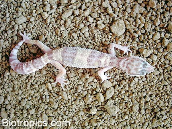 Chocolate Albino Nachzucht