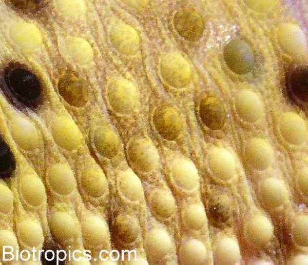 Haut des Leopardgeckos