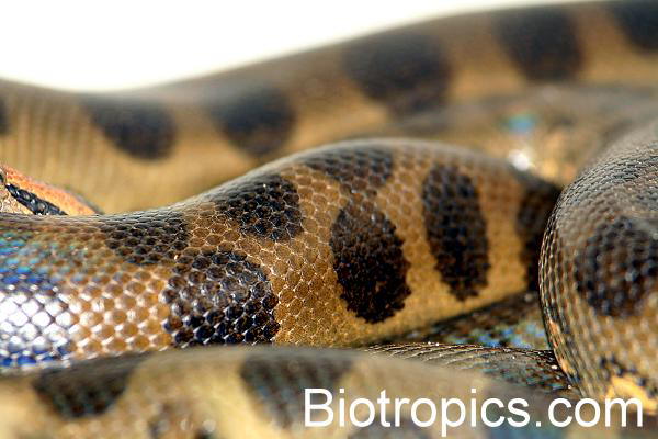 Eunectes murinus