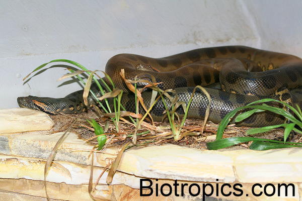 Eunectes murinus