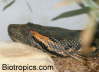 Eunectes murinus