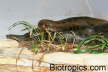 Eunectes murinus
