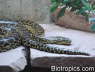 Eunectes notaeus