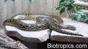 Eunectes notaeus