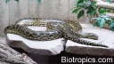 Eunectes notaeus