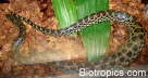 Eunectes notaeus