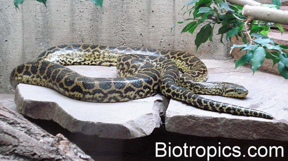 Eunectes notaeus