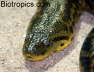 Eunectes notaeus