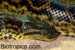 Eunectes notaeus