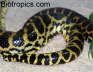 Eunectes notaeus