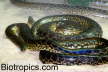 Eunectes notaeus