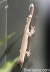 Gekko vittatus