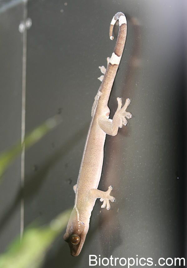 Gekko vittatus