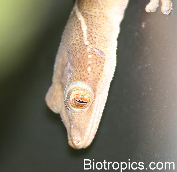 Gekko vittatus
