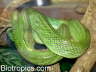 Gonyosoma oxycephalum