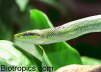 Gonyosoma oxycephalum
