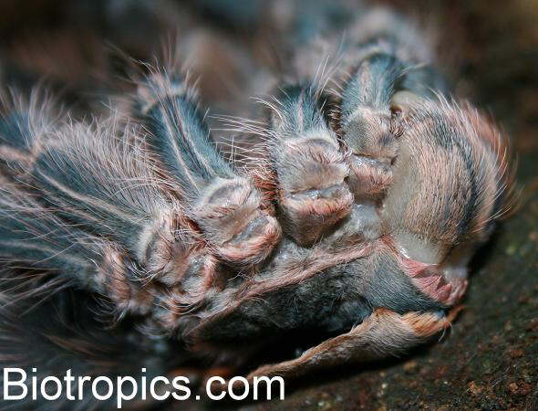 H�utung bei Vogelspinnen