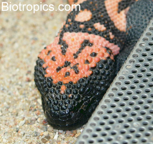 Heloderma suspectum