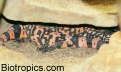 Heloderma suspectum