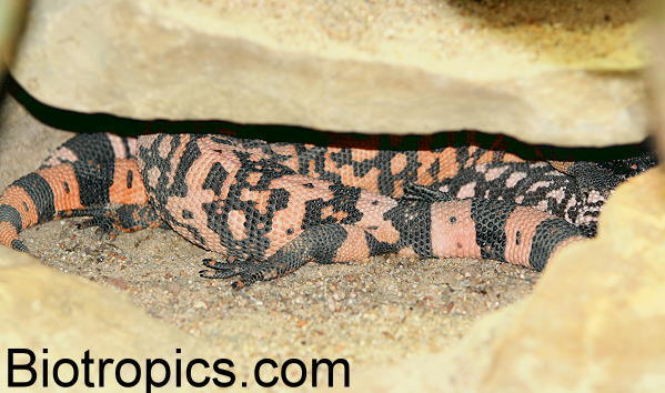 Heloderma suspectum