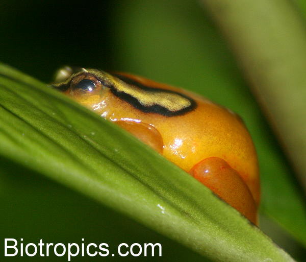 Hyperolius puncticulatus