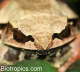 Megophrys nasuta