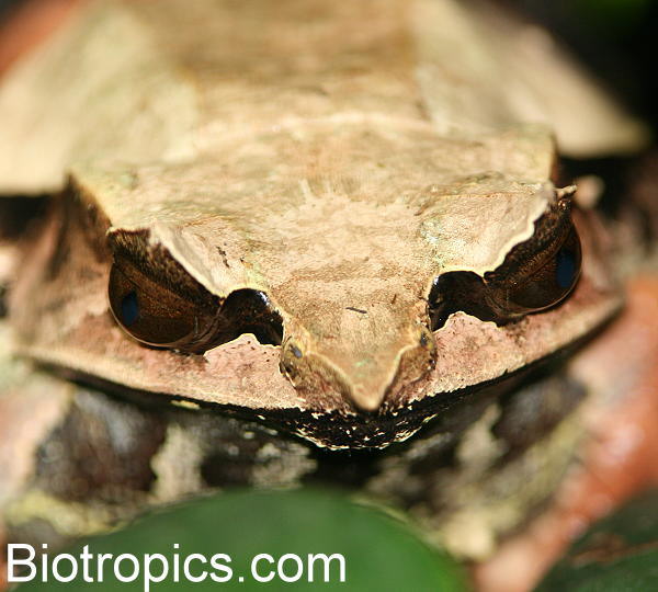 Megophrys nasuta