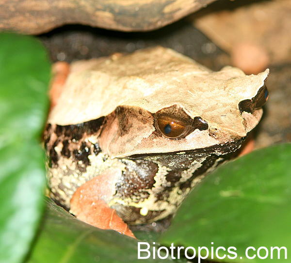 Megophrys nasuta