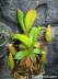 Nepenthes ventricosa x ovata