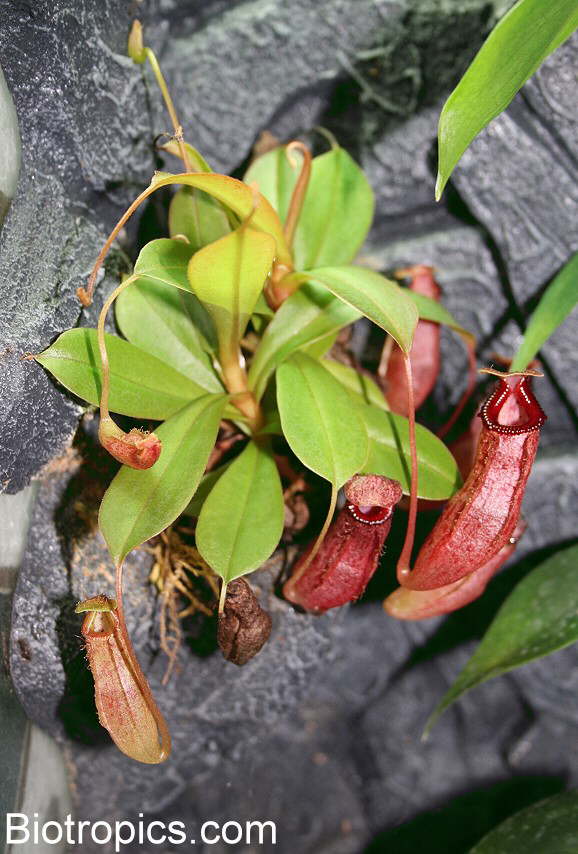 Nepenthes ventricosa x ovata