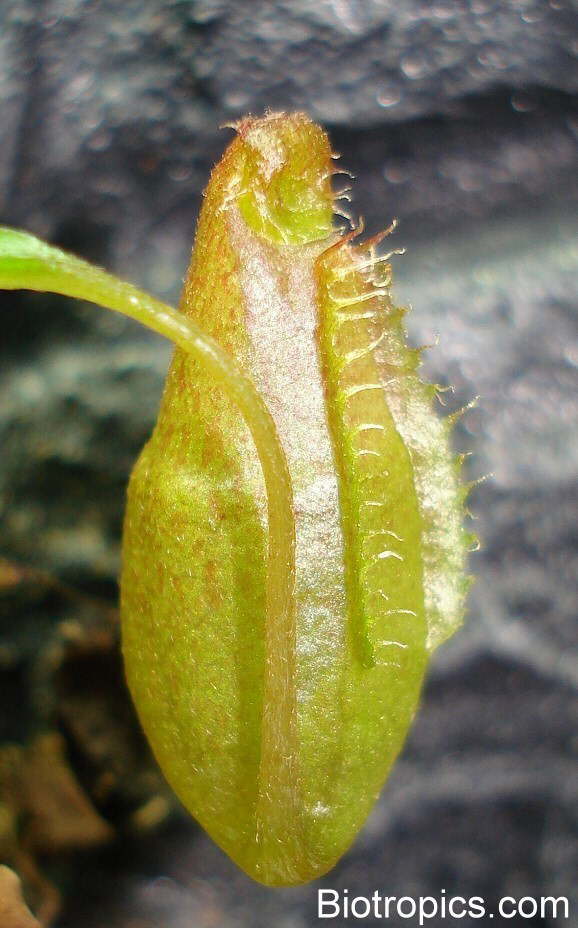 Nepenthes ventricosa x ovata