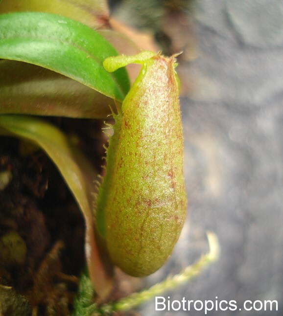 Nepenthes ventricosa x ovata