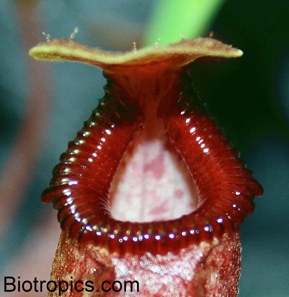Nepenthes ventricosa x ovata