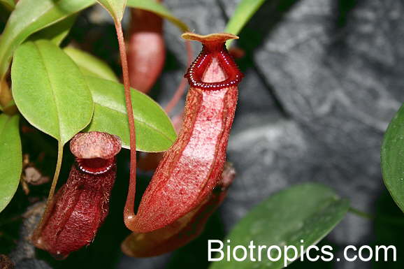 Nepenthes ventricosa x ovata