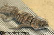 Oplurus cuvieri