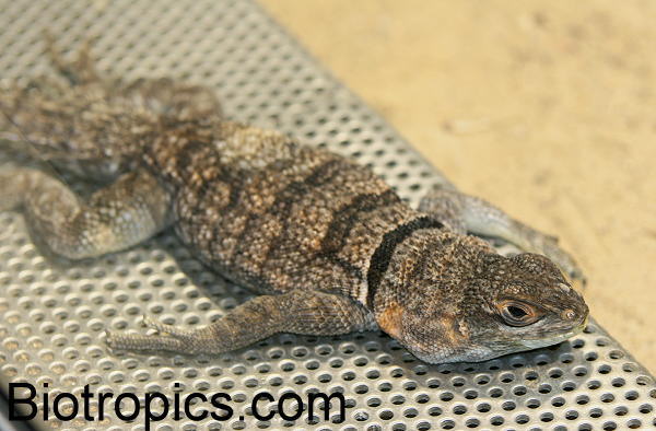 Oplurus cuvieri