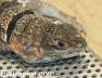 Oplurus cuvieri