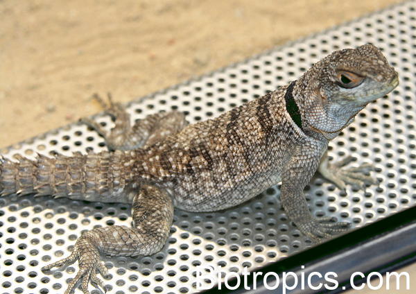 Oplurus cuvieri