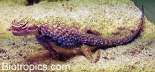 Phrynocephalus luteoguttatus 01
