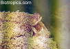 Phrynocephalus luteoguttatus 02