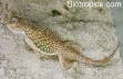 Phrynocephalus luteoguttatus 03