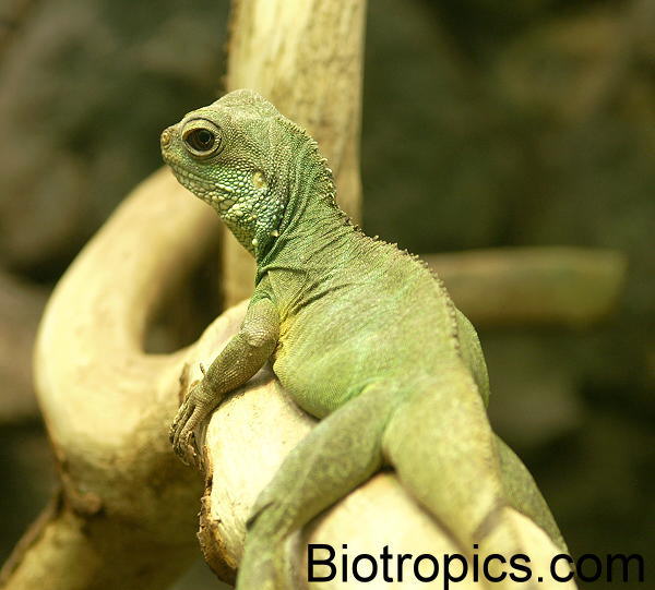 Physignathus cocincinus
