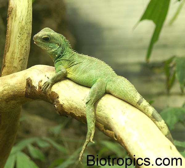Physignathus cocincinus