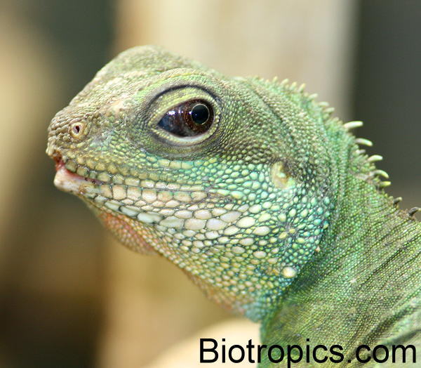 Physignathus cocincinus