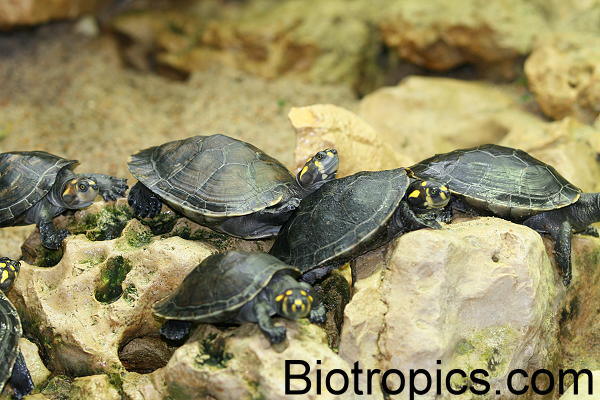 Podocnemis unifilis