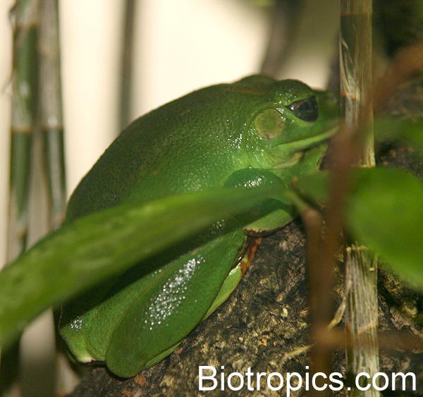 Polypedates dennysii