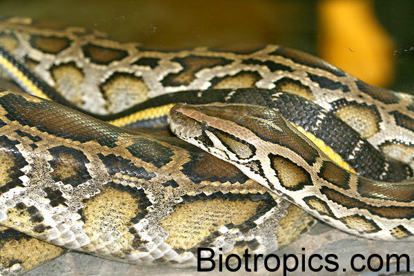 Python molurus