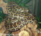 Python molurus